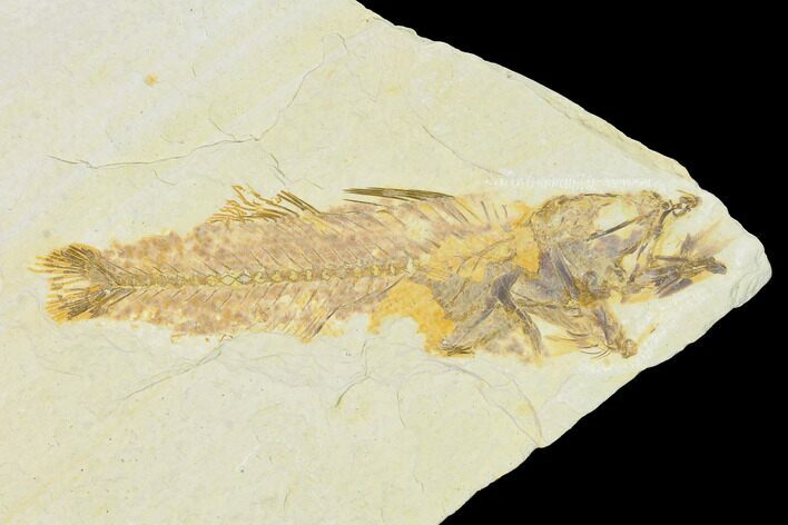 Fossil Fish Aspiration - Mioplosus Eating Knightia #104604